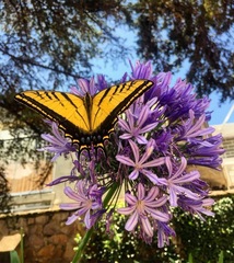 Papilio multicaudata