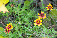Gaillardia pulchella image