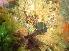 Tambja capensis