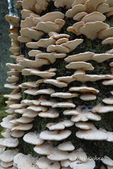 Climacocystis borealis