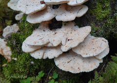 Climacocystis borealis