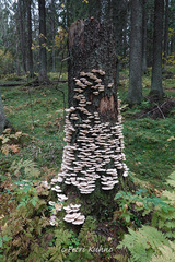 Climacocystis borealis