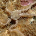 Amphipholis squamata - Photo (c) Jeff Goddard,  זכויות יוצרים חלקיות (CC BY-NC), uploaded by Jeff Goddard