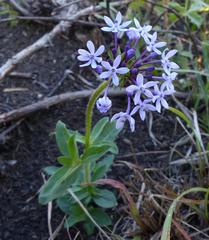 Pentanisia prunelloides prunelloides