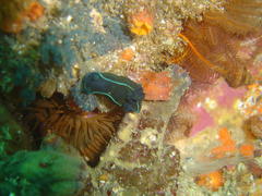 Tambja capensis