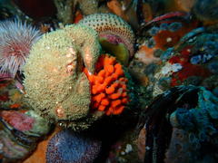 Dromidia aegibotus