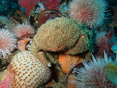 Dromidia aegibotus