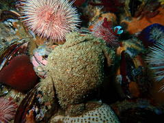 Dromidia aegibotus