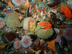 Dromidia aegibotus