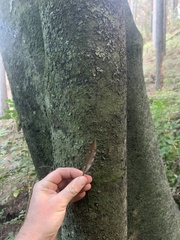 Beilschmiedia tawa