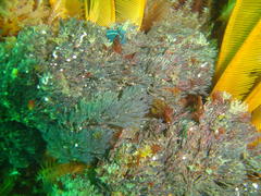 Tambja capensis