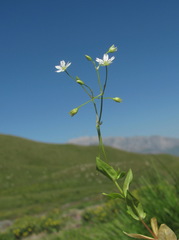 Stellaria anagalloides