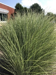 Carex virgata