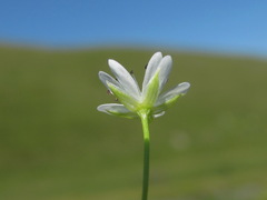 Stellaria anagalloides