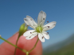 Stellaria anagalloides