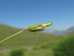 Dichodon cerastoides