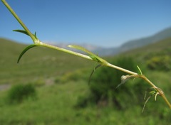 Dichodon cerastoides