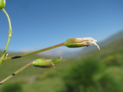 Dichodon cerastoides