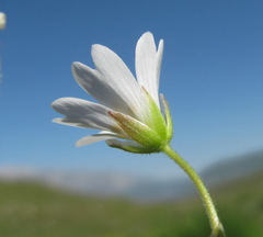 Dichodon cerastoides