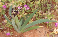 Ferraria variabilis