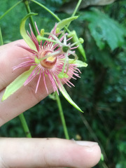 Passiflora jorullensis