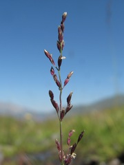 Catabrosella variegata