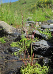 Catabrosella variegata