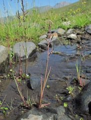 Catabrosella variegata