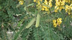 Senna didymobotrya