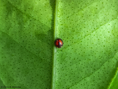 Pentilia chelsea