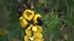 Senna didymobotrya