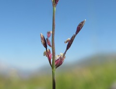 Catabrosella variegata