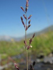 Catabrosella variegata