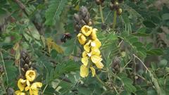 Senna didymobotrya