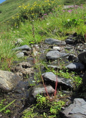 Catabrosella variegata