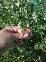Vicia pannonica