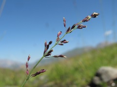 Catabrosella variegata