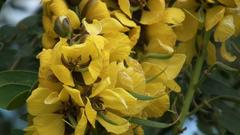 Senna didymobotrya