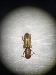Monotomidae