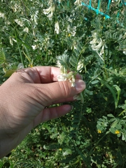 Vicia pannonica