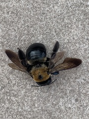 Xylocopa virginica