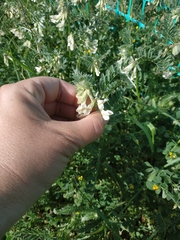 Vicia pannonica