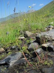 Catabrosella variegata