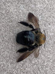 Xylocopa virginica