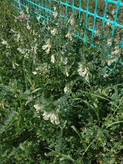 Vicia pannonica