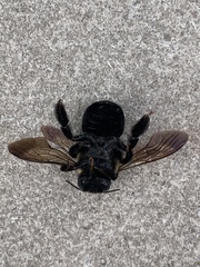 Xylocopa virginica