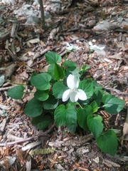 Viola sieheana