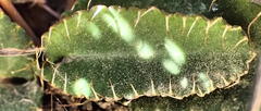 Alepidea capensis capensis