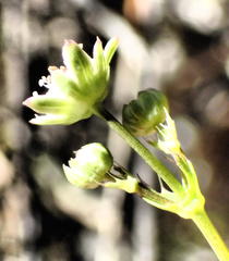 Alepidea capensis capensis