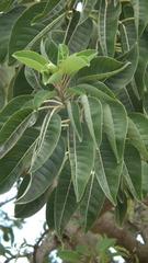 Phytolacca dioica
